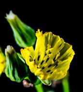closeup photo of yellow Small Flower Wild Blossom