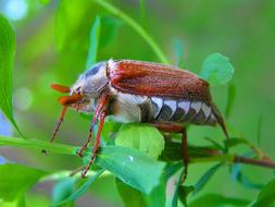 Maisky Beetle Macro
