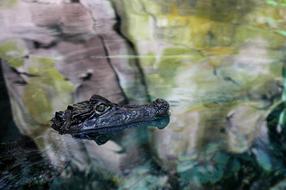 crocodile head above the water surface, cave reflection