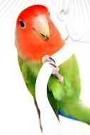 Parakeet Red Green