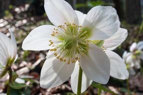 Christmas Rose Anemone Blanda