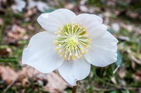 Christmas Rose Anemone Blanda