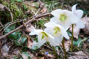 Christmas Rose Anemone Blanda flowers