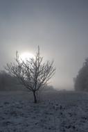 Wood Frost Fog