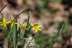 Bee on the beautiful, yellow flowers with green leaves in spring