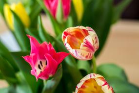 Tulips, bright Bouquet