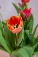 red Tulips with green leaves