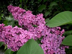 Beautiful, blossoming, lilac ornamental shrub with green leaves