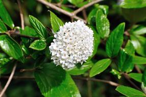Prachtspiere Spiraea Vanhouttei