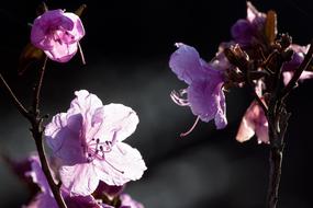 branches with pink flowers on a blurred background