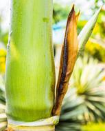 Palm Blossom Green