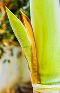 Palm Blossom Green