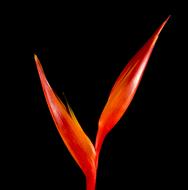 Strelitzia Blossom black background