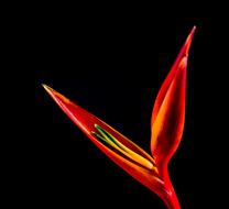 red fire Strelitzia Blossom black background