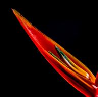 Close-up of the beautiful and colorful Strelitzia, detail of Blossom at black background