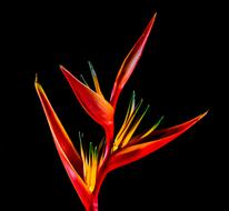 Strelitzia Blossom on black background