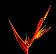 Beautiful, red, orange, yellow and green, blossoming strelitzia flower at black background