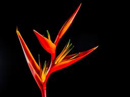 amazing Strelitzia Blossom