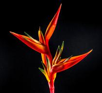 Strelitzia black background