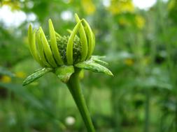 Bud Coneflower Summer