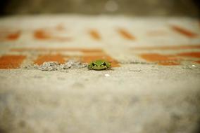Frog Summer Tree