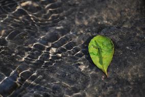 The Leaves Water