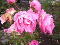 Pink Roses in park at Autumn