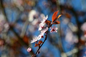 Beautiful blossoming white, pink and purple prunus plum cherry flowers