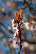 flowering branch of chinese plum on a blurred background