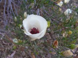 amazing Desert Flower