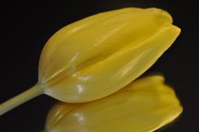 Tulip Yellow Poster Anna Lina