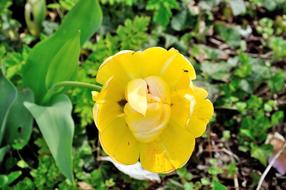 incredible beauty Tulip Flower Yellow