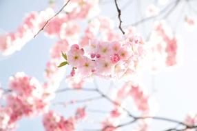 Cherry Tree Blossom Sunny cute