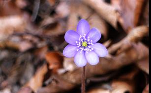 Hepatica Blossom blue brown background