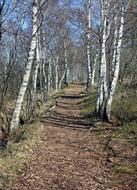 Away Path Birch