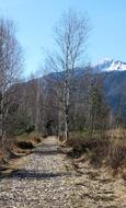 Away Path Birch