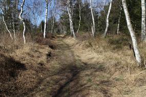 Away Path Birch