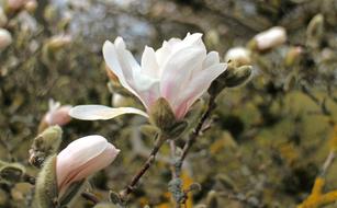 macro photo of buds on a tree
