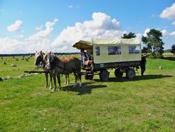 Horses Team Wagon