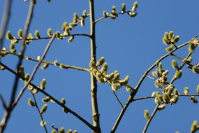 Pussy Willow Salix