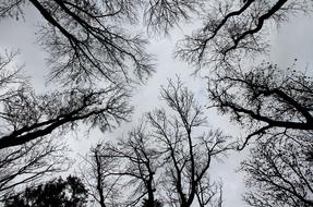 Black And white photo of Trees Silhouettes