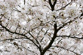 white Tree Branches Flower