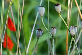 Poppy Spring