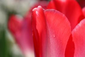 Close-up of the beautiful, red tulip flowers, with the water drops, in the spring