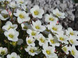 Saxifraga arendsii, white moss flowers close-up on blurred background