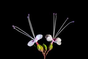 Wild Flower Blossoms at dark