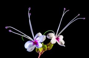 Wild Flower Blossom on black background