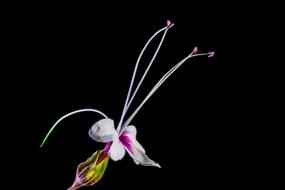 amazing Wild violet Flower on black background