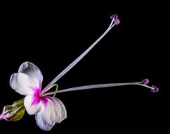 Wild Flower pink white on black background