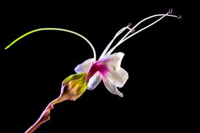white pink Wild Flower black background